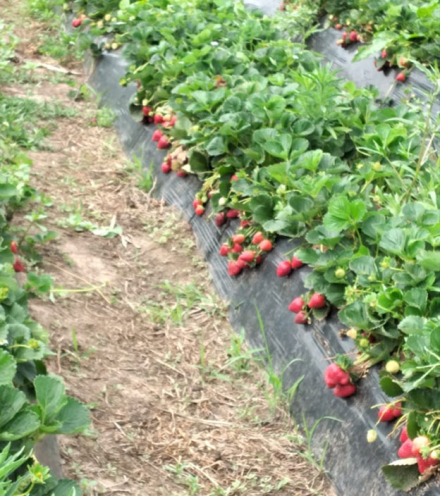 frutilla.jpg