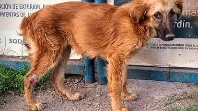 Huellas Caninas necesita ayuda de la familia mascotera