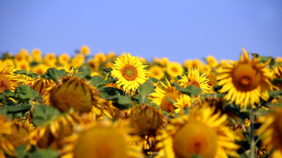 Capitanich confía en lograr buenos rindes en la cosecha de girasol