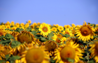 Capitanich confía en lograr buenos rindes en la cosecha de girasol