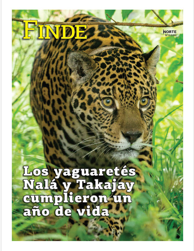 Los yaguaretés Nalá y Takajay cumplieron un año de vida