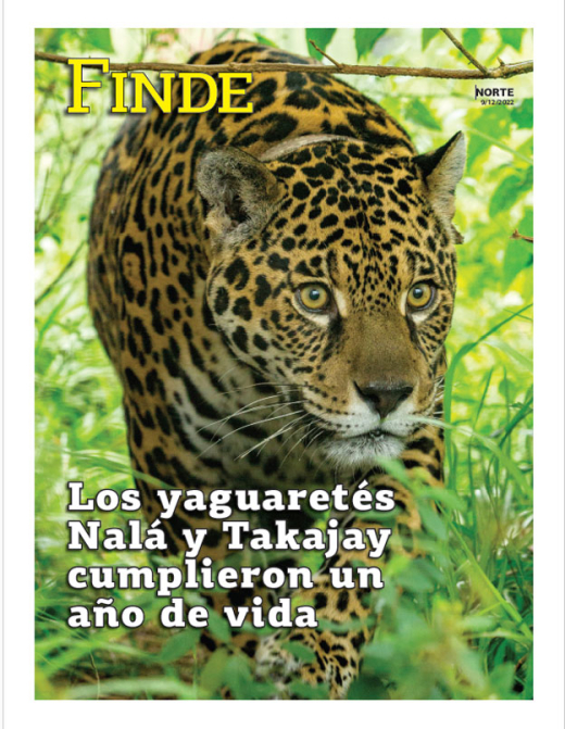 Los yaguaretés Nalá y Takajay cumplieron un año de vida
