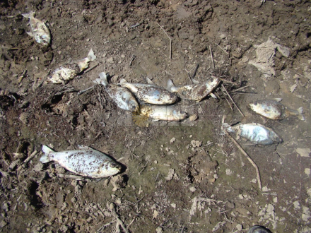 peces muertos 3.jfif