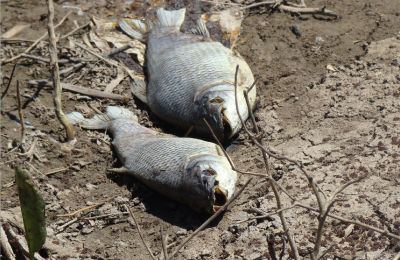 Peces muertos en el río Negro: algunas muestras se analizarán en Corrientes