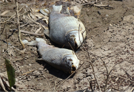 peces muertos1.jpg