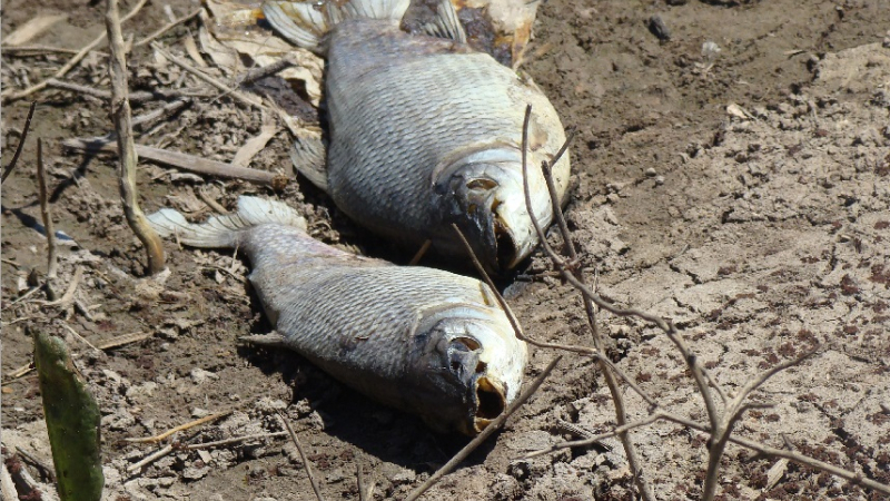 Peces muertos en el río Negro: algunas muestras se analizarán en Corrientes