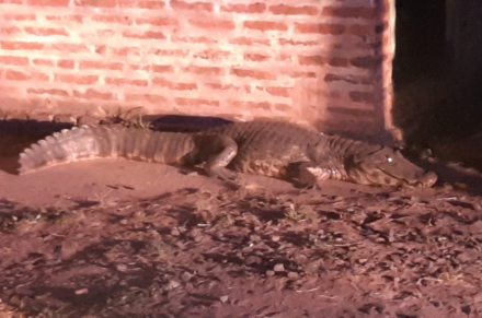 yacaré2.jpg