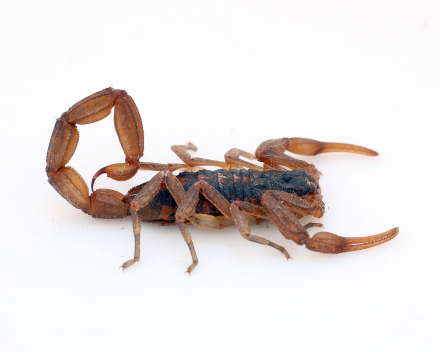 1200px-Centruroides_suffusus_1.jpg