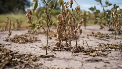 Las lluvias no llegan a la zona núcleo y se prevé cosecha de soja 45 % menor