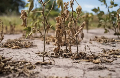 Las lluvias no llegan a la zona núcleo y se prevé cosecha de soja 45 % menor