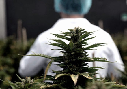 Produccion-CannabisSativa-696x488.jpg
