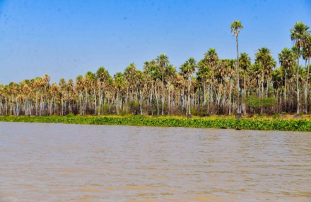 humedales chaco.jpg