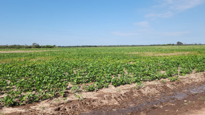 La lluvia de los próximos meses será clave para la agricultura