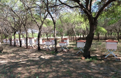 En el Día Internacional de los Bosques: emprender sin ver los frutos
