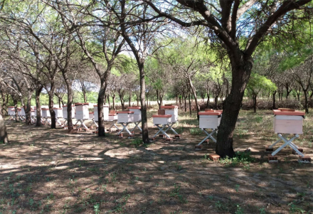 bosques.jpg