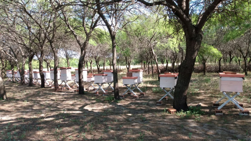 En el Día Internacional de los Bosques: emprender sin ver los frutos