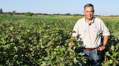 La fibra larga de algodón comienza a ser realidad en el Chaco