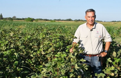 La fibra larga de algodón comienza a ser realidad en el Chaco