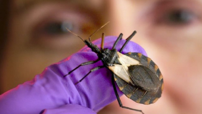 Unas siete millones de personas en riesgo de contagiarse la enfermedad de Chagas