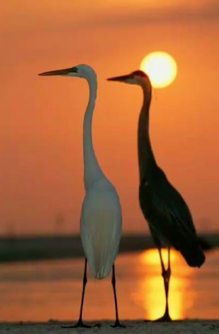 aves11.jpg