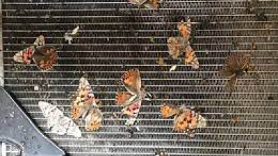 ¿Por qué ya no hay más insectos en el parabrisas?