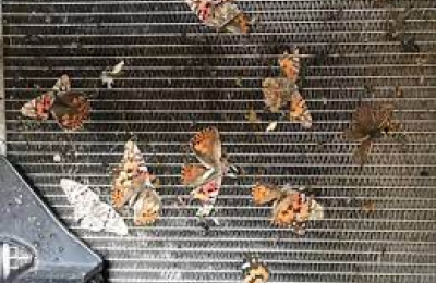 ¿Por qué ya no hay más insectos en el parabrisas?