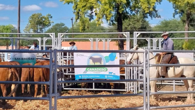 Con seis remates ganaderos en lo que va del año, se mueve el mercado local