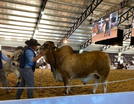 toro premiado Cabaña La Calandria (1).jpg