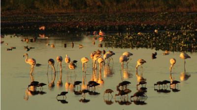 Chaco: un paraíso visual para realizar un Conteo Mundial de Aves