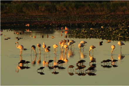 aves3.jpg