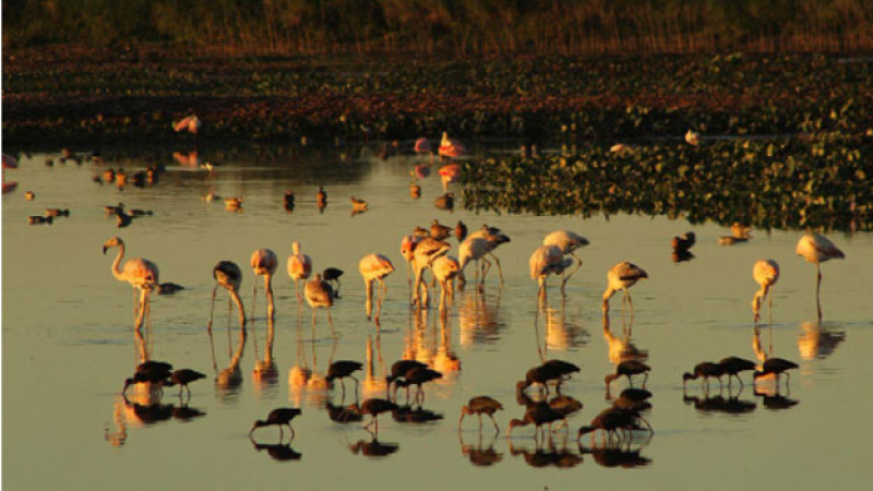 Chaco: un paraíso visual para realizar un Conteo Mundial de Aves