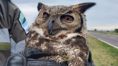 Rescatan a un búho desorientado sobre la banquina de la ruta nacional 11