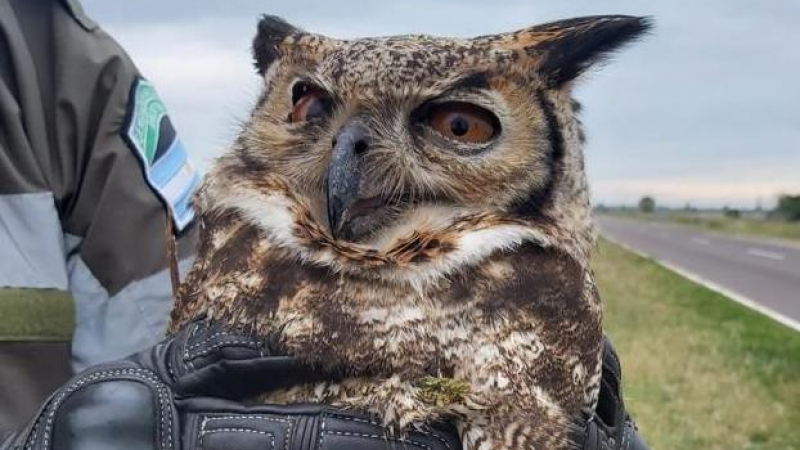 Rescatan a un búho desorientado sobre la banquina de la ruta nacional 11