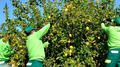 Uatre informó cómo se debe calcular el bono para trabajadores rurales