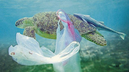 bolsa oceano.jpg