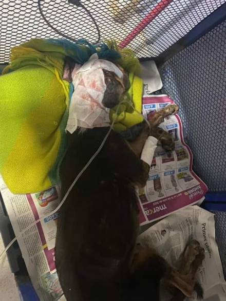 perrita quemada 2.jfif