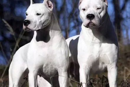 dogos.jpg