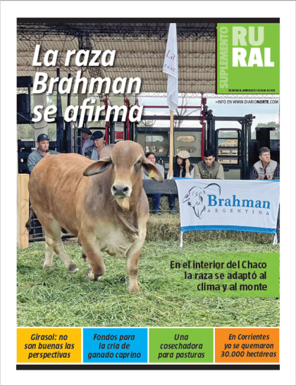 La raza Brahman se afirma