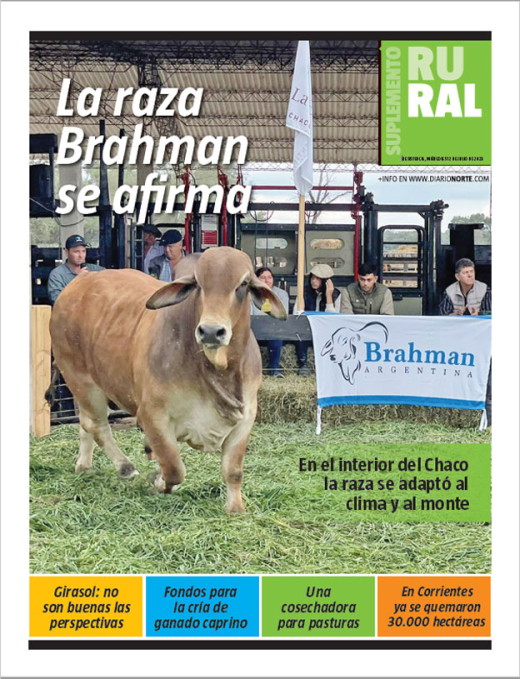 La raza Brahman se afirma