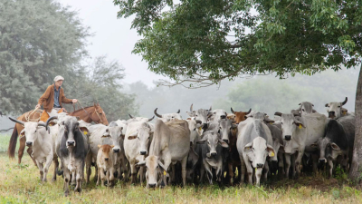 La raza Brahman muestra adaptación al clima agreste del Chaco