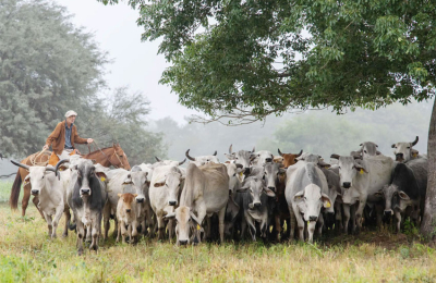 La raza Brahman muestra adaptación al clima agreste del Chaco