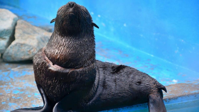 Liberaron a un un lobo marino gravemente herido por un envoltorio plástico en San Clemente