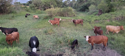 vacas-en-Elisa1.jpg