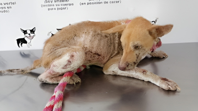Solicitan ayuda para atender a una perrita con sarna