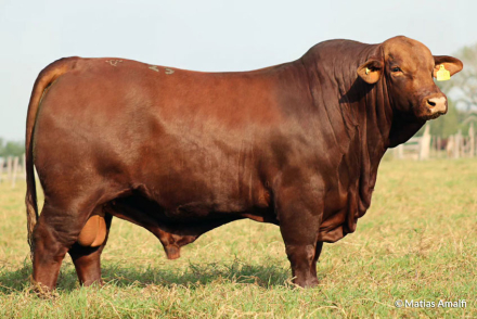 Corral-25,-toro-Brangus-élite-Pag-3.jpg