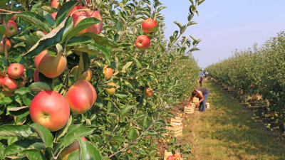 Lanzan convocatoria de créditos para federaciones agropecuarias y agroalimentarias