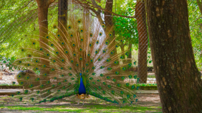 Los 45 años del complejo ecológico, por la preservación de la flora y de la fauna