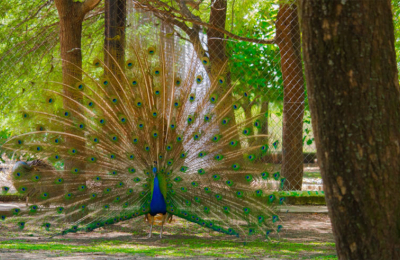 Los 45 años del complejo ecológico, por la preservación de la flora y de la fauna