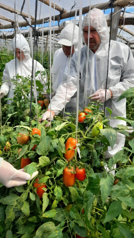 23-09-29_chaco_capacitacion_virus_rugoso_tomate_2.jpeg