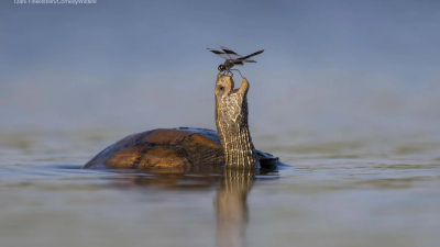 Las fotos finalistas del Comedy Wildlife Photography Awards 2023